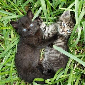 Meet your Posher, Veronica